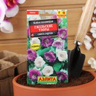 Семена цветов Кобея "Гжельские узоры", 0,45 г - Фото 3