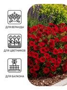 Семена Цветов Петуния "Джоконда", F1, пурпурная, драже в пробирке, 7 шт - фото 809702198