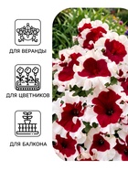 Семена Цветов Петуния «Малиновый каприз», F1, 7 шт., «Агрофирма АЭЛИТА» - Фото 3