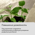 Материал укрывной, 10 × 1,6 м, плотность 80 г/м², спанбонд с УФ-стабилизатором, белый, Greengo, Эконом 20% - фото 8974953