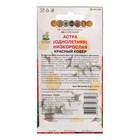 Семена цветов Астра низкорослая "Красный ковер", 0,2 г - Фото 2