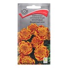 Семена цветов Бархатцы отклоненные махровые «Двухцветный гигант», 0.4 г - Фото 1