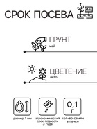 Семена Цветов Иберис зонтичный «Гранатовый лед», 0.1 г, «ПОИСК» - Фото 2