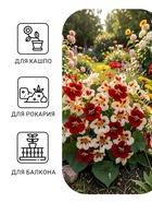 Семена цветов Настурция низкорослая «Клубника со сливками», 1 г, «ПОИСК» - Фото 3