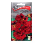 Семена цветов Настурция низкорослая "Махагони", 1 г - Фото 1
