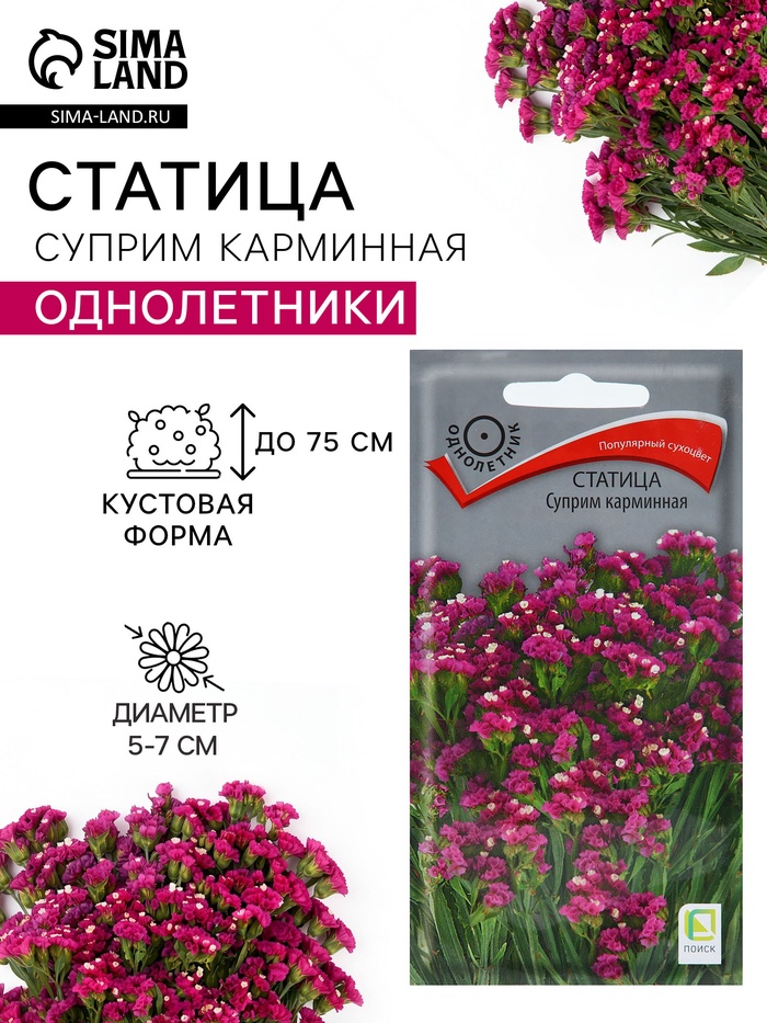 Семена цветов Статица «Суприм карминная», 0.15 г, «ПОИСК» - Фото 1