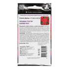 Семена цветов Гвоздика Телстар "Кармин Роуз", 10 шт. - Фото 2