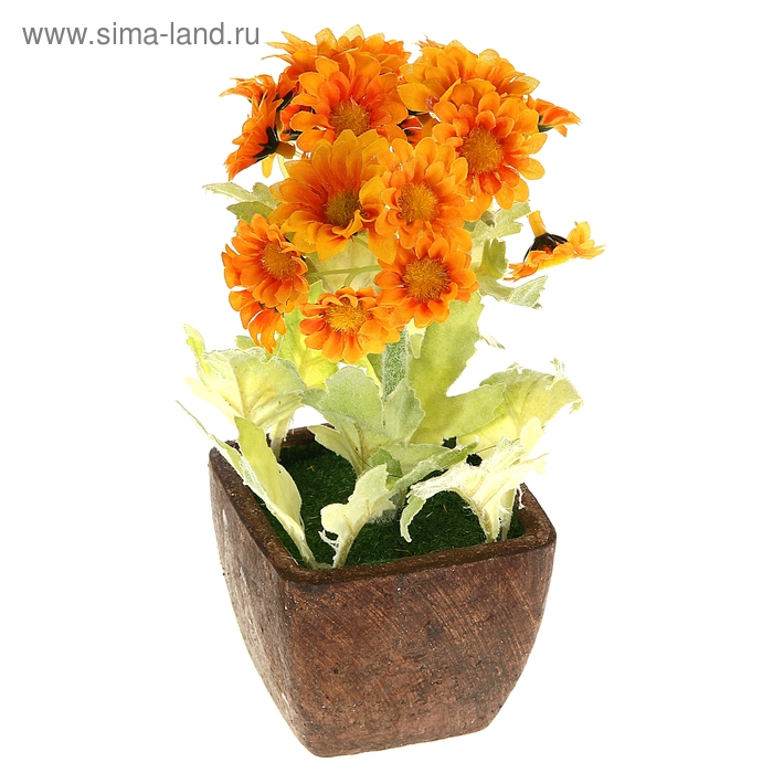 композиция в горшке 23*9 см ромашка яркая - Фото 1