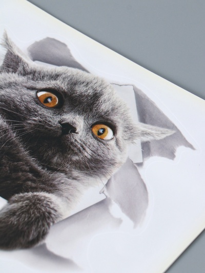 Интерьерная наклейка 3Д TAKE IT EASY «Кошка шотландская», на стену, 25×23 см, влагостойкая, ПВХ