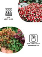 Семена цветов Колеус «Визард», мозаика, «Семена Алтая», цветной пакет, 5 шт. - Фото 3