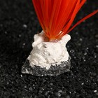 Растение искусственное аквариумное на подставке с ракушкой, 7 х 4,5 х 13,5 см, оранжевое - фото 25415801