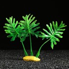 Растение искусственное аквариумное, 4 х 6 х 16 см - фото 6538416