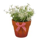 композиция в горшке 11*10 см ромашка мелкая - Фото 1