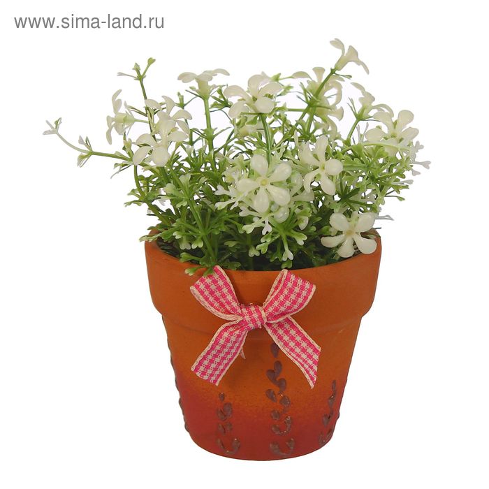 композиция в горшке 11*10 см ромашка мелкая - Фото 1