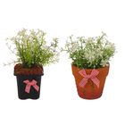 композиция в горшке 11*10 см ромашка мелкая - Фото 2