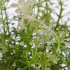 композиция в горшке 11*10 см ромашка мелкая - Фото 3