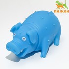 Игрушка пищащая "Весёлая свинья" для собак, хрюкающая, 19 см, голубая - фото 318772011