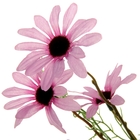 цветы искусственные дороникум ромашка 53 см фиолетовый - Фото 2