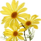 цветы искусственные дороникум ромашка 53 см желтый - Фото 2