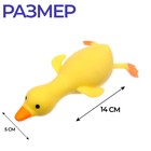 Мялка антистресс тянучка «Гусь», с песком, в шоубоксе, МИКС - Фото 2