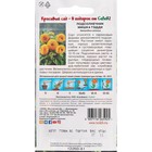 Семена цветов Подсолнечник F1 «Мишка Тэдди », 1 г - Фото 2