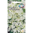 Семена цветов Молочай "Горный снег "0.2 г - Фото 1