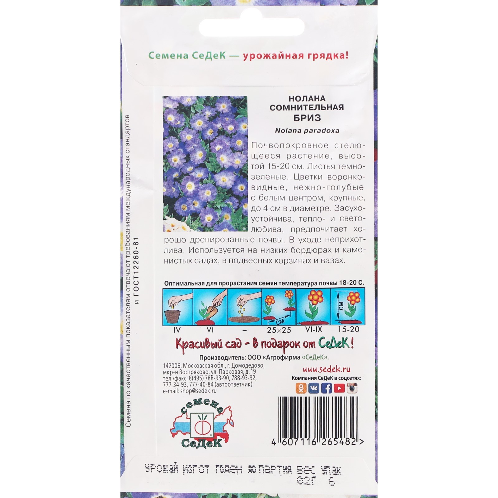 Нолана цветок