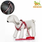 Комплект «Спорт» светоотражающий, поводок 120×1 см, ОГ 23-35 см, красный - Фото 2