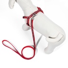 Комплект «Спорт» светоотражающий, поводок 120×1 см, ОГ 23-35 см, красный - Фото 4