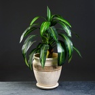 Горшок для цветов «Веста», 10 л, d=29 см, h=30 см, керамика, с поддоном, бежевый 7692041