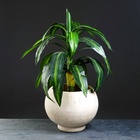 Горшок для цветов «Шар», 15 л, d=27 см, h=25 см, керамика, с поддоном, бежевый - Фото 8