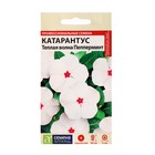 Семена цветов Катарантус "Теплая волна", пеперминт, 7 шт. - фото 320431357