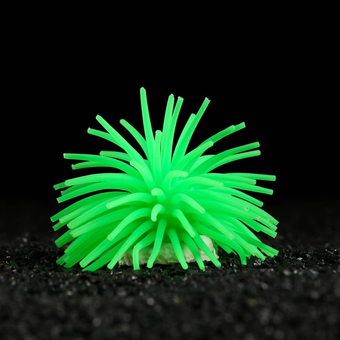 Декоративный анемон для аквариума, 8 х 5 см, зелёный - Фото 1