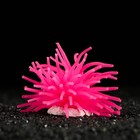 Декоративный анемон для аквариума, 8 х 5 см, розовый - фото 9749957