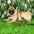 Шлейка с поводком, размер M, ОШ 32-72 см, ОГ 32-72 см, поводок 120×1.5 см, мягкая, со светоотражающей нашивкой, с вертлюгом, коричневая - Фото 8