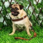 Шлейка с поводком, размер M, ОШ 32-72 см, ОГ 32-72 см, поводок 120×1.5 см, мягкая, со светоотражающей нашивкой, с вертлюгом, коричневая - Фото 7