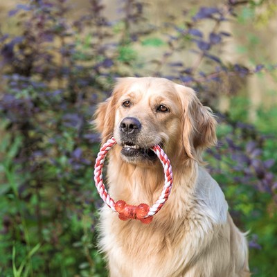 Игрушка тренировочная канатная «Круг с косточкой», до 100 г, микс цветов