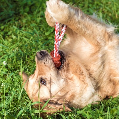 Игрушка тренировочная канатная «Круг с косточкой», до 100 г, микс цветов