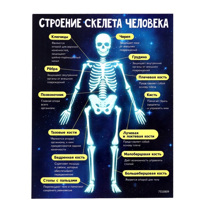 Набор для опытов «Скелет человека» - фото 1919237484