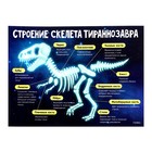 Набор для опытов «Эпоха динозавров», скелет тираннозавра - фото 6546329