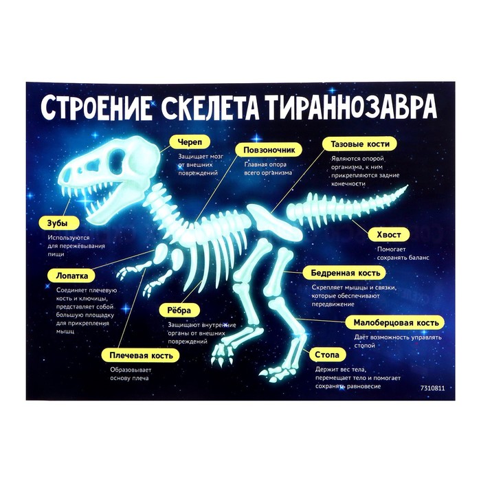 Набор для опытов «Эпоха динозавров», скелет тираннозавра - фото 1889738118