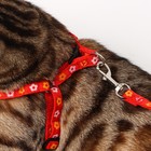 Шлейка с поводком «Цветы», ОГ 23-35 см, ширина 1 см, поводок 120 см, прошитая, красная - Фото 8