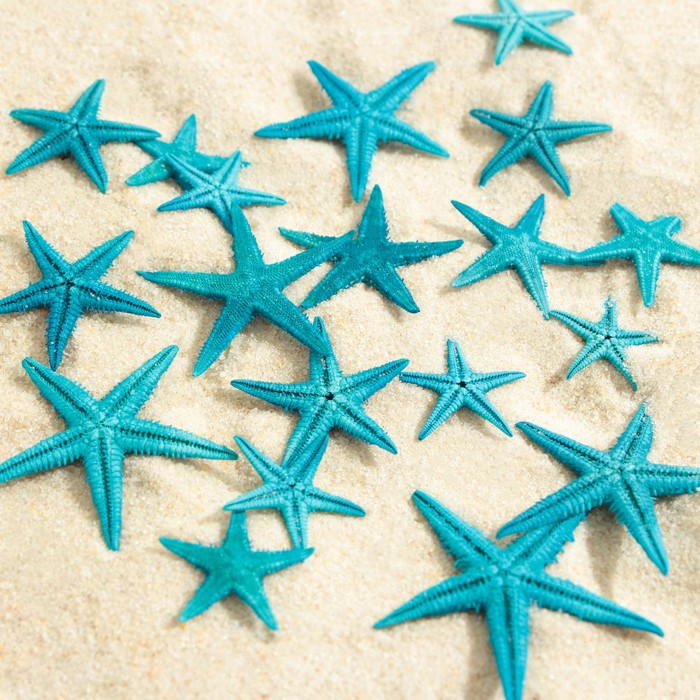 Набор натуральных морских звезд, 1,5 - 2,5 см, 20 шт, синий - Фото 1