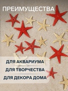 Набор натуральных морских звезд, 1.5 - 2.5 см, 20 шт., красные - белые - Фото 3