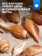Набор ракушек, 3 - 5 см, 100 г - Фото 2