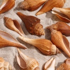 Набор ракушек, 3 - 5 см, 100 г - Фото 4