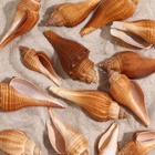 Набор ракушек, 3 - 5 см, 100 г - Фото 5