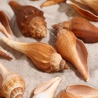 Набор ракушек, 3 - 5 см, 100 г - Фото 6