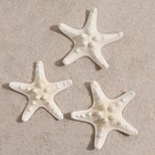 Набор из 3 морских звезд, размер каждой 5-10 см, белые - Фото 2