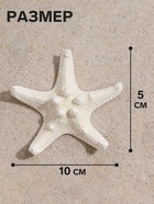Набор из 3 морских звезд, размер каждой 5-10 см, белые - Фото 2